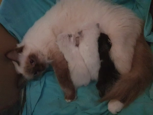 Heilige Birma Kitten mix