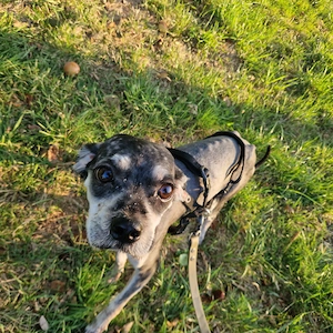 Rocco, 2 Jahre, ca. 37 cm, lieb 