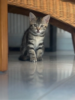 Wunderschöne Main Coon BKH Mix kitten 