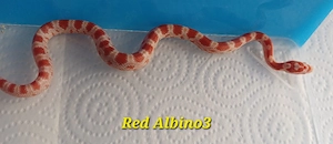 Kornnattern Amel (Red Albino) 