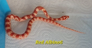 Amel (Red Albino) Kornnattern 
