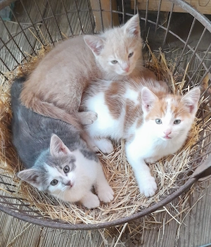 Kätzchen kleine Katzen Kitten