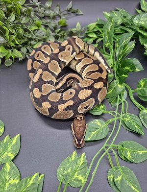 Königspython Adult Subadult Banana Clown Black Pastel Pastel (Herkunftsnachweis)