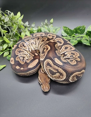 Königspython Adult Subadult Banana Clown Black Pastel Pastel (Herkunftsnachweis)