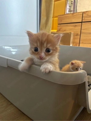 BKH mix Kitten suchen bald ein zu Hause