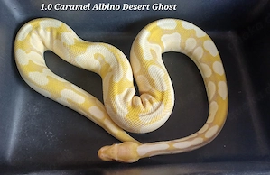 1.1 Caramel Albino Desert Ghost 