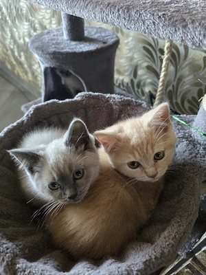 BKH Kitten 