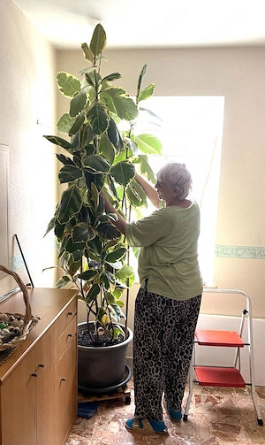 Gummibaum FICUS 2,50m Hoch