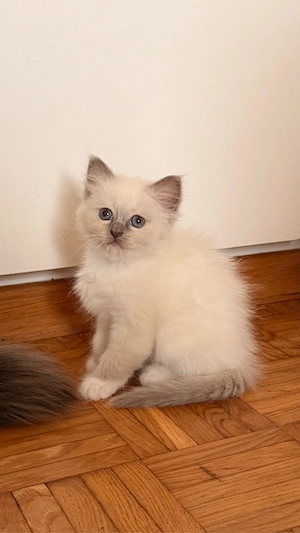    Wunderschönes Heilige-Birma-Katerchen sucht liebevolles Zuhause   