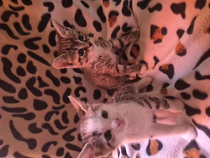 Katzenbaby Weibchen 2