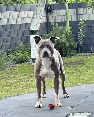 XL Bully Hündin Coco