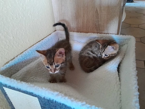 Wunderschöne Bengalkitten