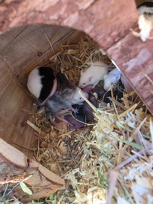 Farbmäuse 