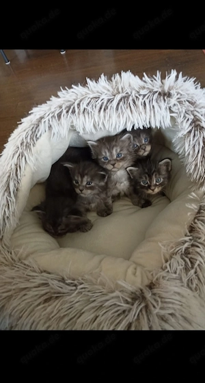 Maine Coon Kitten Katzenbabys 