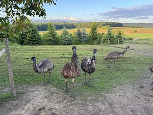 5 Emus abzugeben