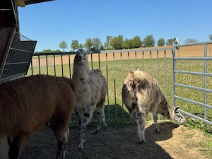 3 Lamastuten abzugeben