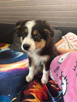 Mini Australian Shepherd Welpen AB SOFORT