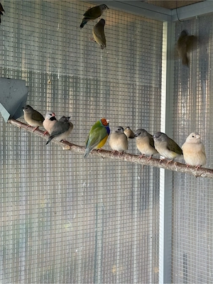 Gouldamadin Jungvögel 