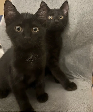 baby kitten 