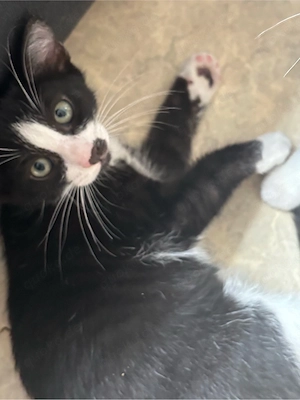 baby kitten  Bild 2