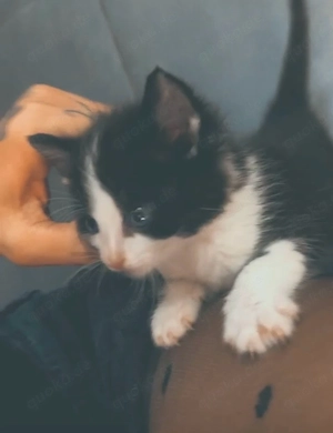 nele kleines felix bkh mix mädchen sehr sehr anhänglich durch handaufzucht sucht dich