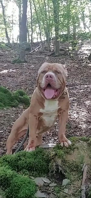 American Bully Deckrüde 