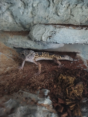 Liebevoll gestaltetes Terrarium 1,90+1,13+0,40