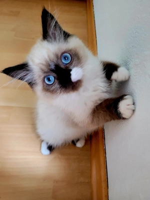 Ragdoll-Kätzchen 