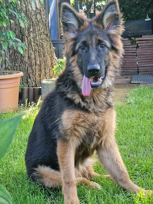 deutscher schäferhund hündin