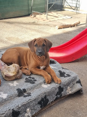 Rhodesian Ridgeback  Welpen 