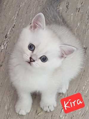 BKH Kitten mit himmelblau Augen