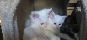 Maine Coon 