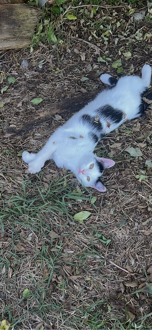 babykatzen