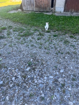 babykatzen