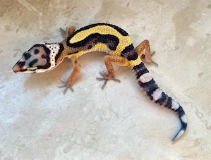 Bold Stripe het. EC p.h Tremper Leopardgecko Jungtier ENZ 26