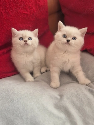 Britisch Kurzhaar BKH  Kitten Reinrassig 