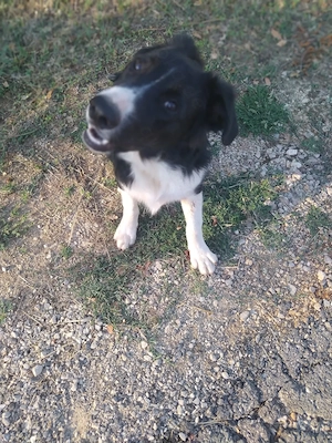 Border Collie Rüde Mix vom Hundetrainer 7Mon 17kg 47cm