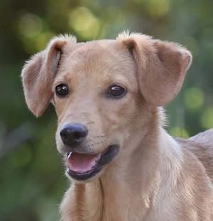 Pinscher Mix Hündin 5kg 6Mon 33cm BUNDESWEIT ausreisebereit aus Kroatien  Bild 7