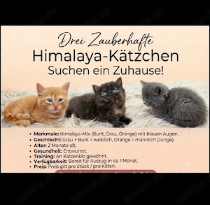 Drei Zauberhafte Himalaya-Kitten Suchen ein Zuhause