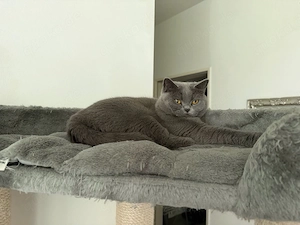 Britische Kurzhaar Katze sucht ein liebevolles Zuhause     