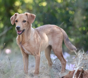Pinscher Mix Hündin 5kg 6Mon 33cm BUNDESWEIT ausreisebereit aus Kroatien  Bild 8
