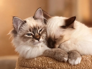 Abgabebereite extrem verschmustes liebevolles Heilige Birma Kitten Pärchen
