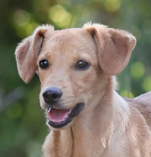 Pinscher Mix Hündin 5kg 6Mon 33cm BUNDESWEIT ausreisebereit aus Kroatien  Bild 6