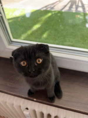 Liebevolles Zuhause für den kleinen Kater gesucht 