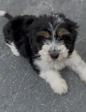 Biewer Yorkshire Terrier Mix Welpe - Hündin