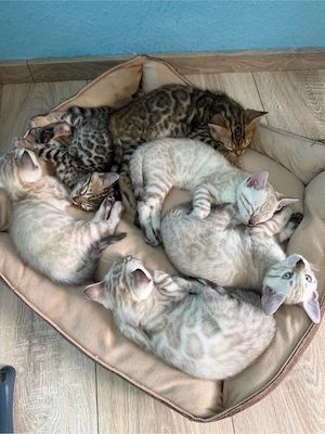 Bengal Kitten