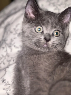 britisch  katze 