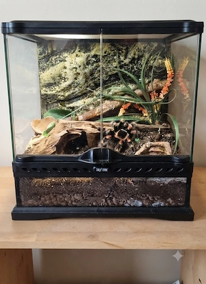 Wunderschöne Brachypelma hamorii (Adultes Weibchen) inkl. komplettem Exo Terra Terrarium 