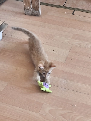 Katzenbaby 12 Wochen alt 