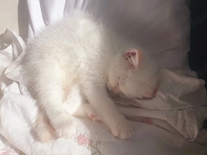 Süße Katze sucht ein liebevolles Zuhause